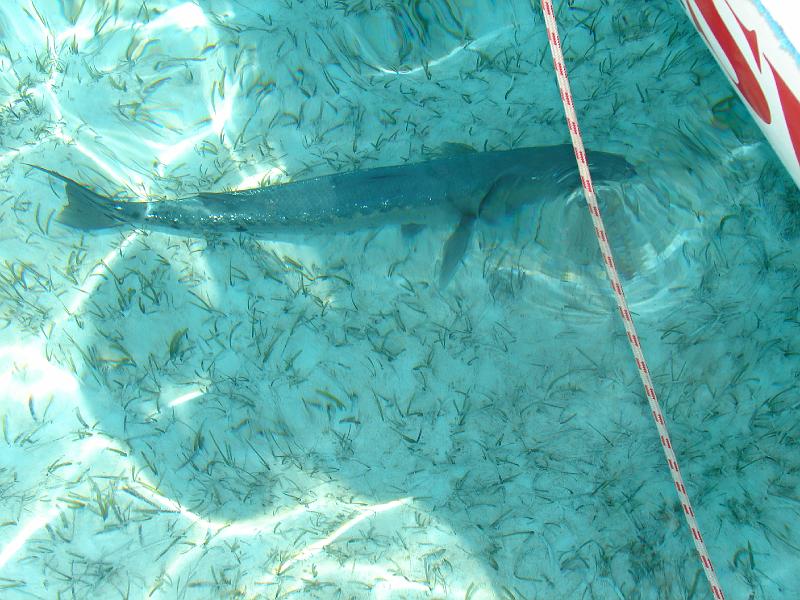 15_05_06 034.jpg - Ein Barracuda